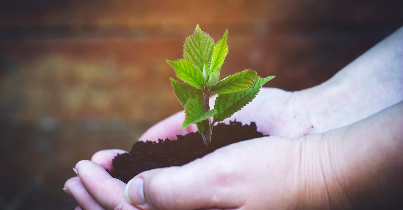 Faültetés a Kis-Duna sétányon